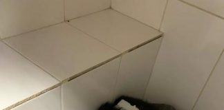 Красноярец пожертвовал ₽80 тысяч на лечение собаки из Бурятии