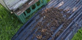 Могли умереть миллионы пчёл. Красноярские пасечники сообщили о массовой гибели насекомых