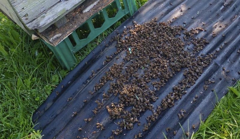 Пчелы гибнут. Гибель пчел. Массовая гибель пчел. Смерть пчелосемей. 20 Тысяч пчел.