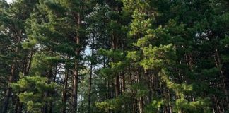 Трое жителей Томской области спилили 86 деревьев. Один из них поедет в колонию строгого режима