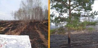 В Новосибирской области осудят поджигателя сухой травы за 70 га сгоревшего леса