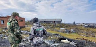 «Шансов немного». Что случилось с раненым белым медведем в Диксоне