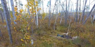 В Колпашевском районе нашли тело пропавшего 3 сентября мужчины