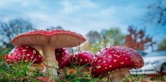 Красноярский Роспотребнадзор подал в суд на Wildberries из-за БАДов с мухоморами