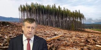 Лесные «войны» главу региона Дрозденко