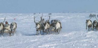 После убийства на Сахалине 26 краснокнижных оленей открыто уголовное производство