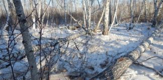 В Новосибирской области на сибиряка упало дерево. Предпринимать пойдет под суд