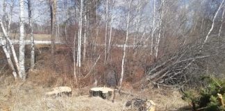 Житель Томской области получил три года условно за незаконную рубку 22 сосен