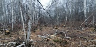 По факту вырубки семи берёз в Корниловском лесничестве возбуждено уголовное дело