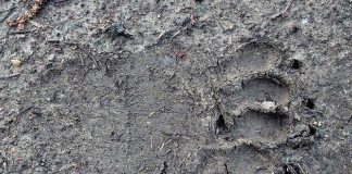 В Братске на участок у дома вышел медведь