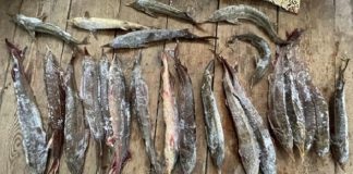 Жителя Томской области уличили в незаконном вылове из Оби 23 стерлядей