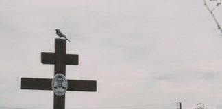 Кладбища Новосибирска начали обрабатывать от клещей