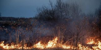 В МЧС Новосибирской области назвали районы с наихудшей обстановкой с пожарами