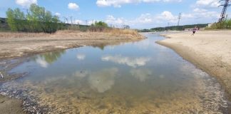 В новосибирских водоемах произошла массовая гибель рыбы