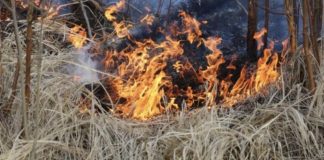 В Новосибирской области возбудили 503 дела из-за пала травы