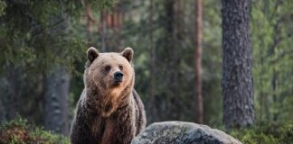 В Прибайкальском районе Бурятии медведь едва не разорвал человека