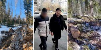Депутата из Березовского района поймали на незаконной рубке леса на ₽4 миллиона