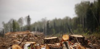 Кто зарабатывает на «санитарных порубках» томской тайги?