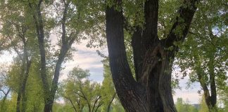 На Татышеве в Красноярске казнят 20 опасных тополей