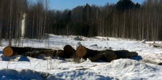 В Томской области от порубочных остатков очищено более 1600 «квадратов» сельхозугодий