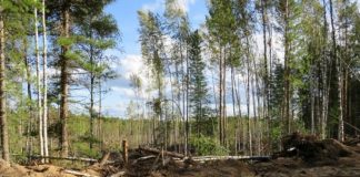 Житель Томской области организовал незаконную рубку в лесничестве. Деревья мешали проезду