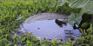 В Новосибирской области из канализации течет вода с кровью