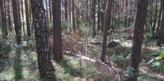 Житель Томской области за семь спиленных сосен заслужил уголовное дело