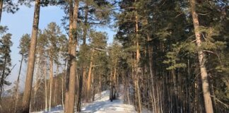 Природоохранная прокуратура требует увеличить ООПТ в лесопарке томского Академгородка