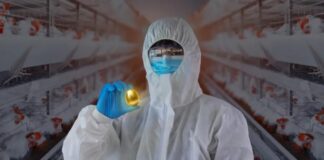Новое золото: Кто в Российской Федерации наваривается на яичках