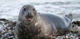 На побережье Каспийского моря в Дагестане найдено 484 погибших тюленя