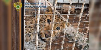 Владелец частного зоопарка в Подмосковье устроил жестокое содержание хищников
