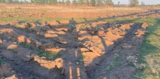 Овцы уничтожили геоглиф в Хакасии через две недели после его создания