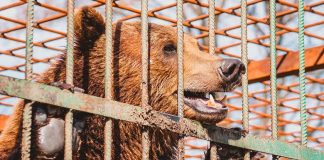 Медведица Майя из Приморья пропала без вести после травли: зоозащитники надеются на её спасение