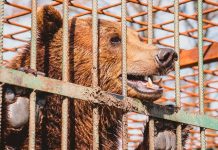 Медведица Майя, ставшая жертвой травли в Приморье, бесследно пропала, оставив лишь надежду на её спасение