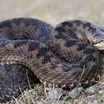 Гибель экскурсовода из Кисловодска от укуса гадюки стала первой за лето