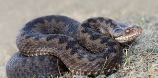 Гибель экскурсовода из Кисловодска от укуса гадюки стала первой за лето