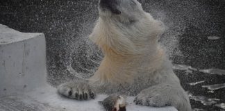 В больницу на Камчатке доставлены россияне, пострадавшие от атаки медведя