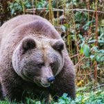 Обнародованы обстоятельства гибели туристки в Горном Алтае: жених видел атаку медведя