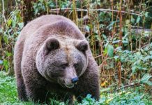 Обнародованы обстоятельства гибели туристки в Горном Алтае: жених видел атаку медведя