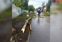 Очевидцы сняли на видео, как смерч в Нижнем Новгороде сорвал крышу и повалил деревья