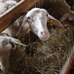 Дарёнка и Кокованя: Золотое копытце существует