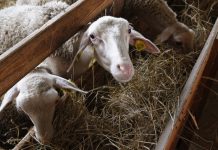 Дарёнка и Кокованя: Золотое копытце существует