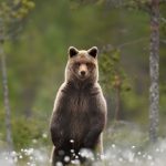 В Усть-Камчатском округе мужчина погиб в результате нападения медведя.