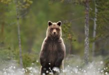 В Усть-Камчатском округе мужчина погиб в результате нападения медведя.