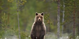 В Усть-Камчатском округе мужчина погиб в результате нападения медведя.