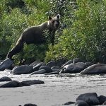В Красноярском крае обнаружены две погибшие женщины: на телах эксперты нашли следы нападения медведя