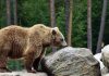 Жители Бурятии за сутки более 30 раз сообщили о медведях рядом с людьми