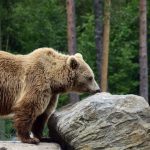 Жители Бурятии за сутки более 30 раз сообщили о медведях рядом с людьми