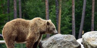 Жители Бурятии за сутки более 30 раз сообщили о медведях рядом с людьми