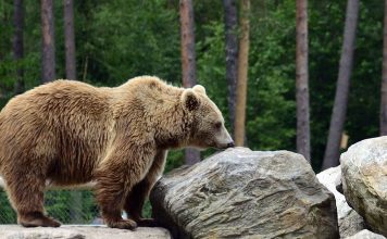 Жители Бурятии за сутки более 30 раз сообщили о медведях рядом с людьми
